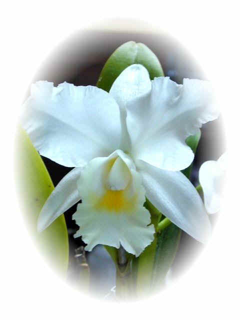 White Orchid.jpg (48893 bytes)